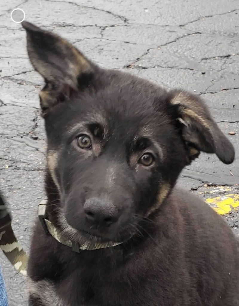 Shai's Breeder's History and Background