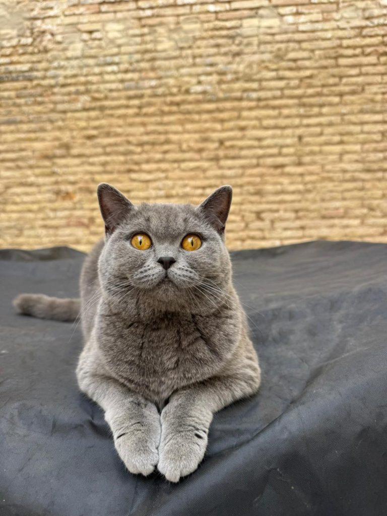 Balu